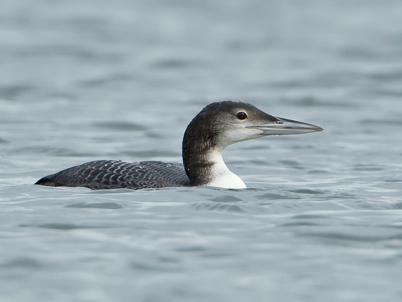 Gavia immer IJsduiker Great Northern Diver